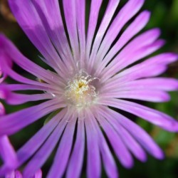 Ice Plant macro